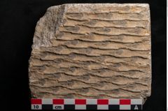 Foto (Detailansicht) von Lepidodendron sp.  (NHMW-GEO-2024-0188-11169)